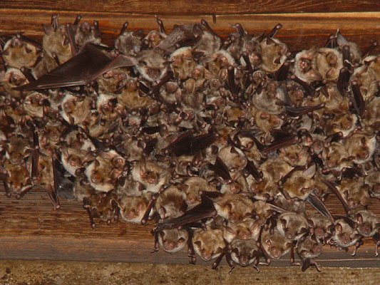 Bat Trapping and Relocation-Removal Services in Sarasota and Manatee, Florida. 